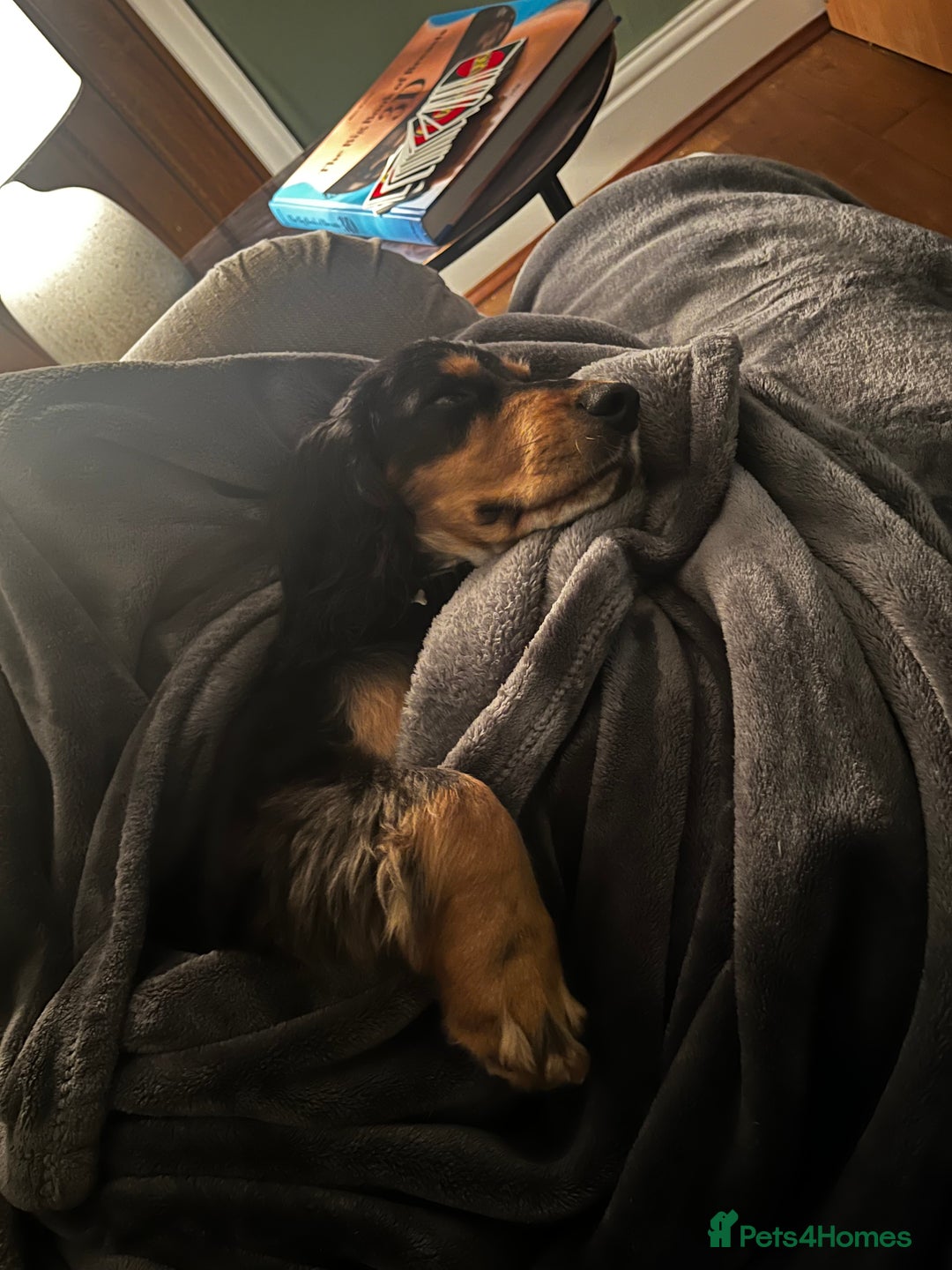 Cocker Spaniel dogs for sale: Ralph the Cocker Spaniel  - Advert 6