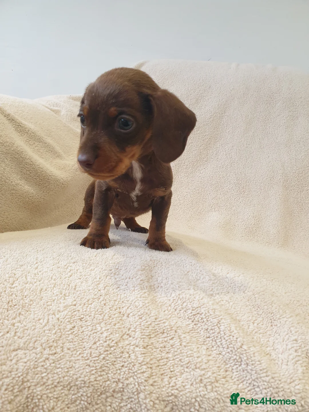 Dachshund dogs for sale: Dachshund  - Advert 3