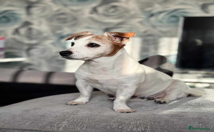 Jack Russell dogs - Advert 1