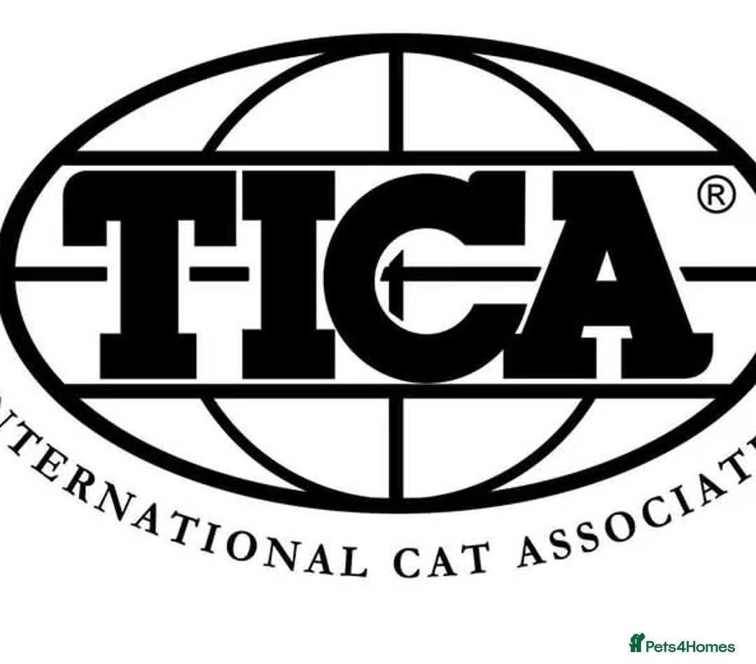 Savannah cats for sale: Stunning and Rare Kiwanga Pedigree F3 Savannahs  - Advert 9