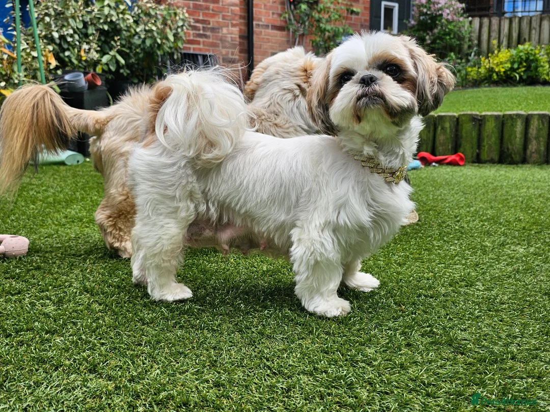 Shih Tzu dogs for sale: 💞STANDARD QUALITY SHIH TZU 💞 - Advert 2