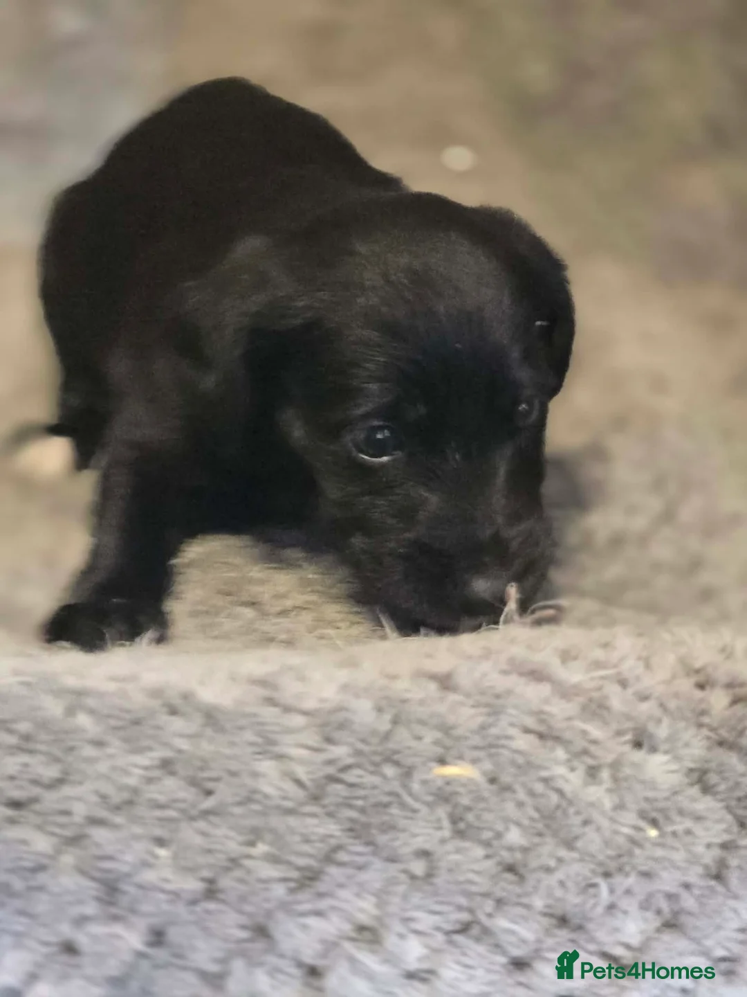 Mixed Breed dogs for sale: Whippet x Miniature Labradoodle  - Advert 2