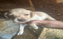 Mixed Breed dogs for sale: 6 Cocker jack puppies - Image 7