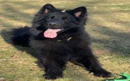 German Shepherd dogs for stud: Solid black german shepherd stud dog - Image 7
