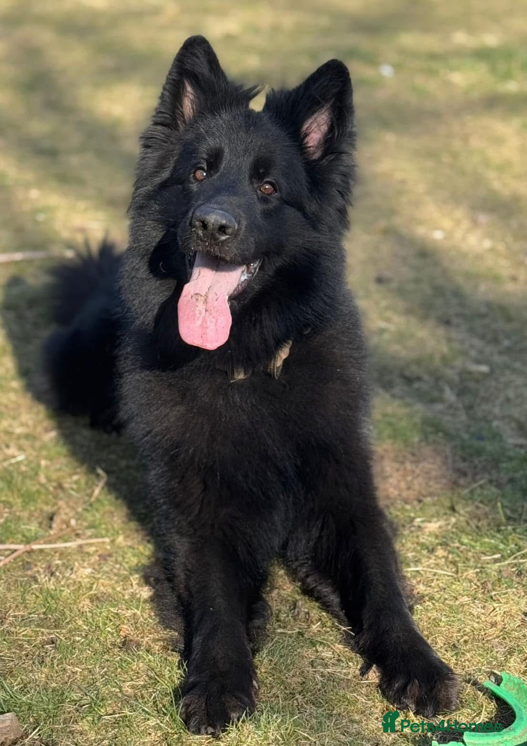 German Shepherd dogs for stud: Solid black german shepherd stud dog - Image 7