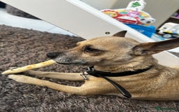 Mixed Breed dogs for sale: Ivy to be rehomed  - Image 2