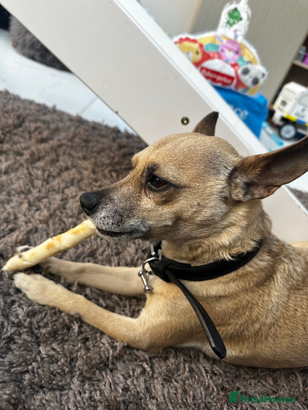 Mixed Breed dogs for sale: Ivy to be rehomed  - Image 2