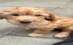 Mini Goldendoodle dogs for sale: F1 miniature golden doodle puppies  - Image 8