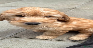 Mini Goldendoodle dogs - Advert 13
