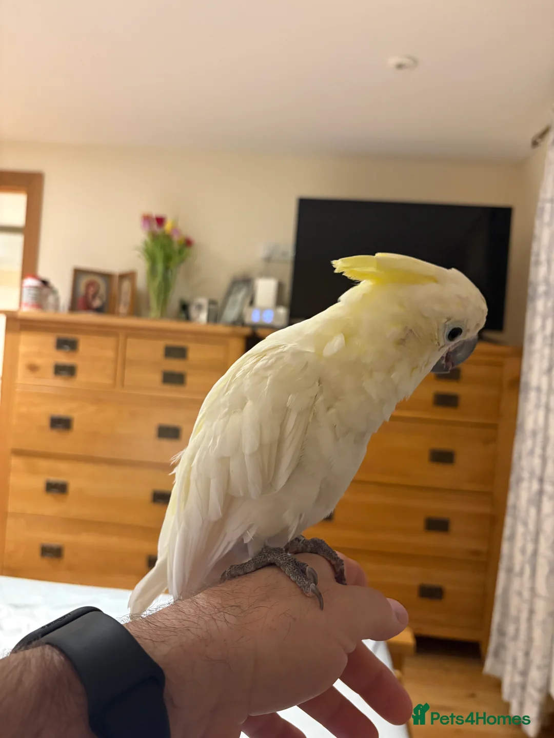 Cockatoo birds for sale: Cockatoo - Yellow Crested Sulphur Lasser Cockatoo - Advert 1