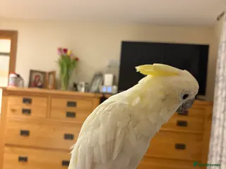 Cockatoo birds Cockatoo - Yellow Crested Sulphur Lasser Cockatoo - Advert 1