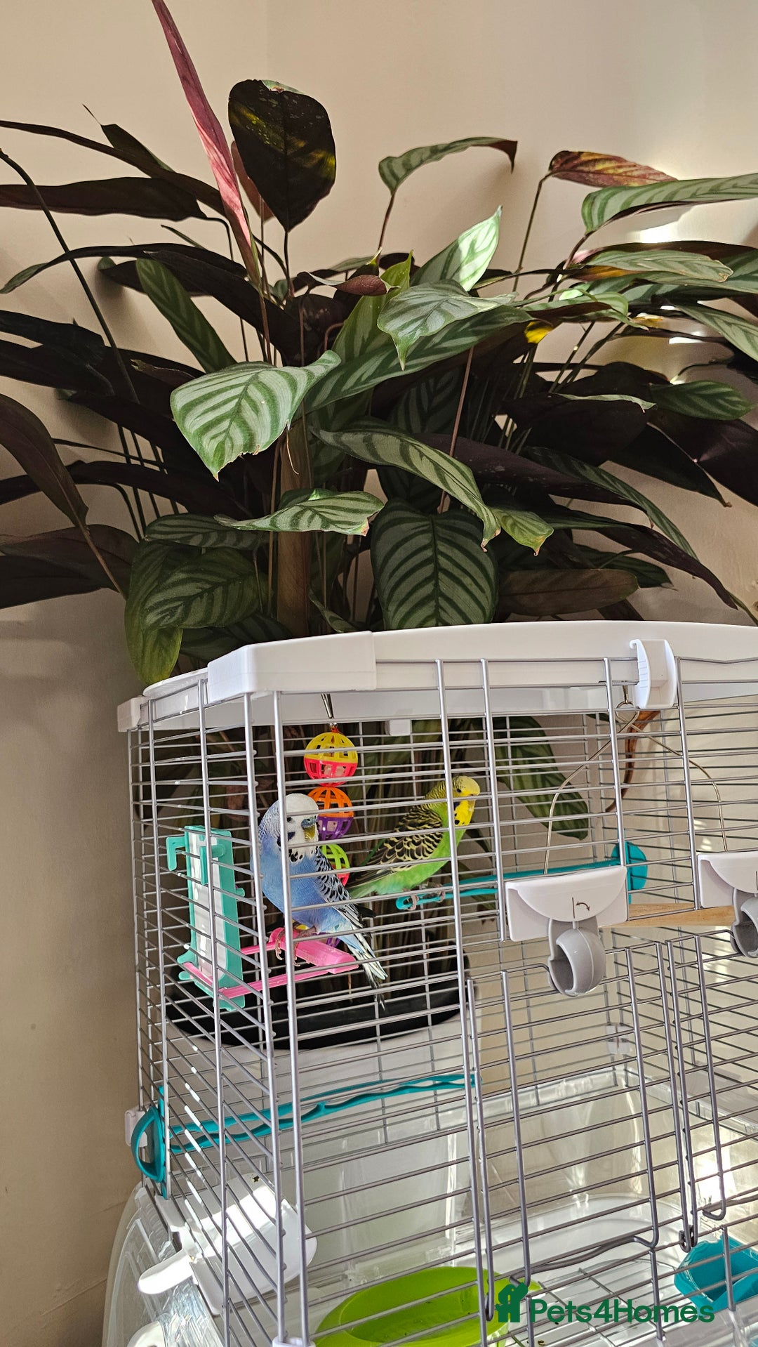 Budgerigars birds for sale: Pair of 2 Young Budgies. Looking for a Loving Home - Image 3