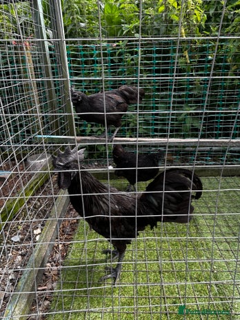 Chickens poultry in Whitland - Advert 11