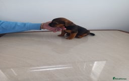 Mixed Breed dogs for sale: Patterdale x border terrier  - Image 6