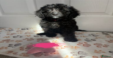 Cavapoo dogs - Advert 6
