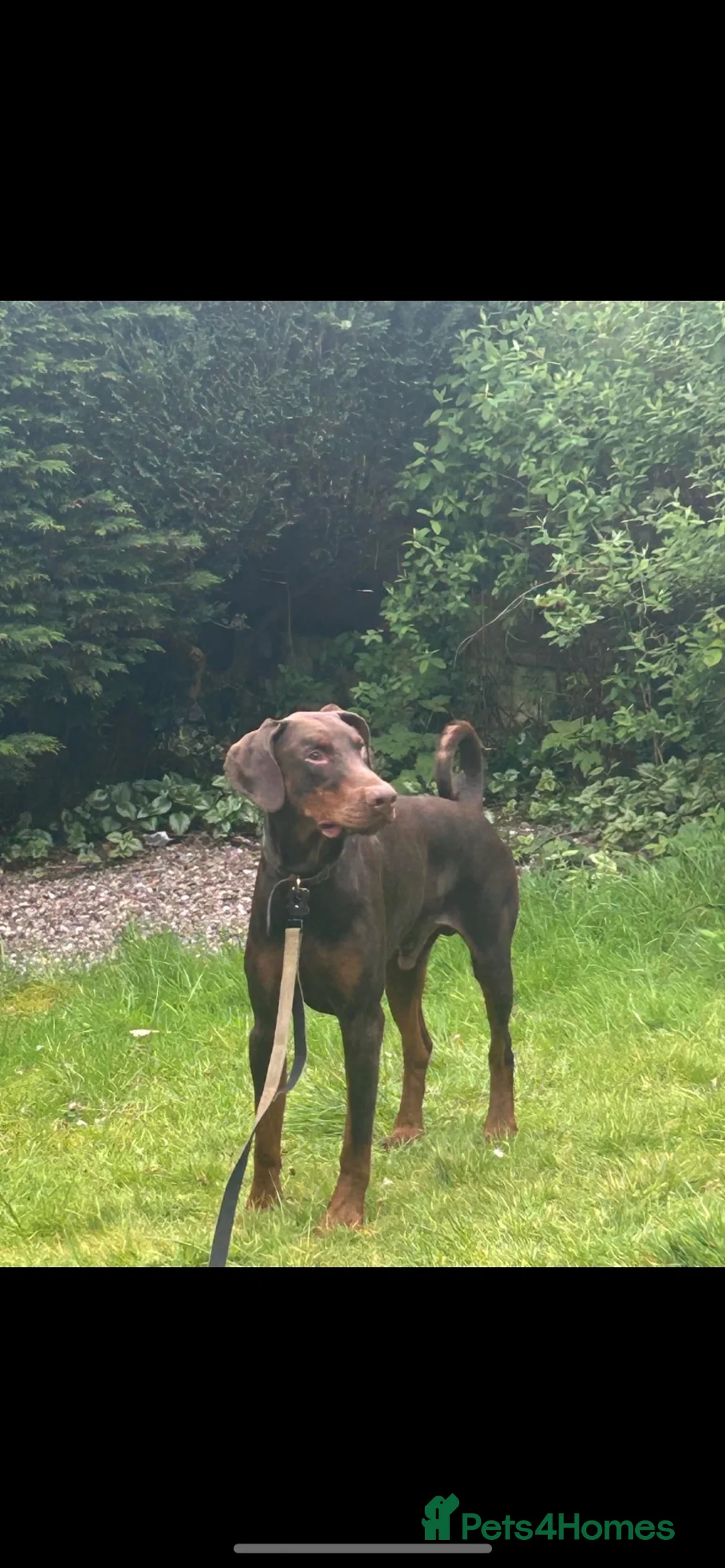 Mixed Breed dogs for sale: Hunter - beautiful Doberman  in Wigan - Advert 2