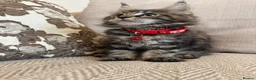 Maine Coon cats for sale: Pure Maincoon kittens in Birmingham - Advert 10