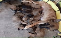 Belgian Shepherd Dog dogs for sale: Belgian malinois puppies  - Image 8