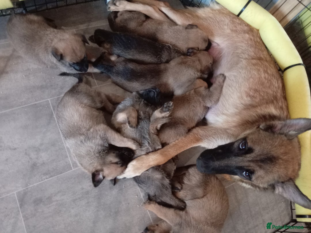 Belgian Shepherd Dog dogs for sale: Belgian malinois puppies  - Image 8