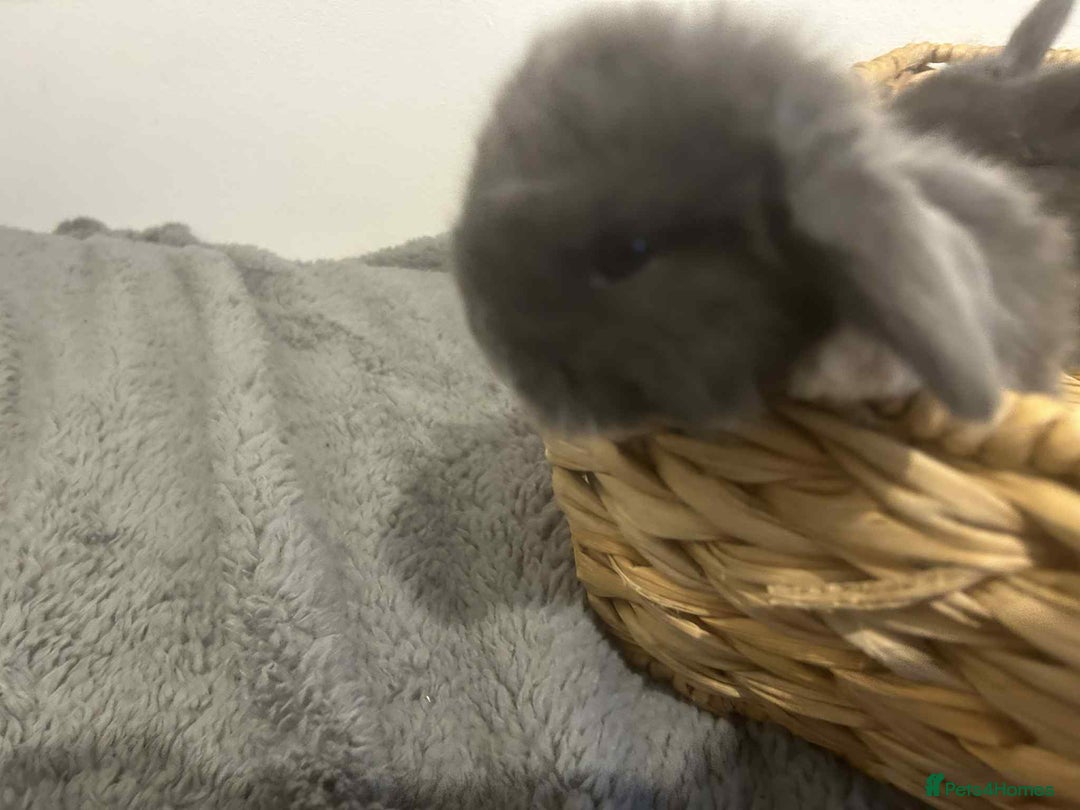 Mini Lop rabbits for sale: Mini lops for sale - Image 3
