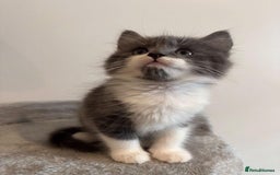 Maine Coon cats for sale: Maine coon mix fluffy grey and creme kittens - Image 8