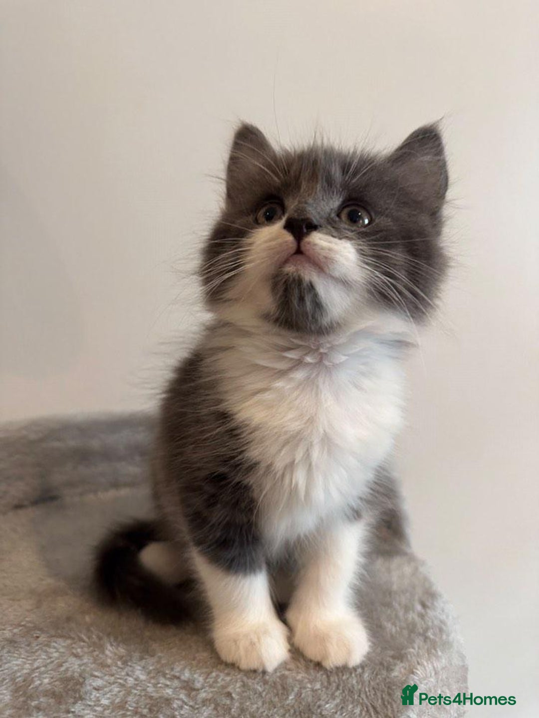 Maine Coon cats for sale: Maine coon mix fluffy grey and creme kittens - Image 8