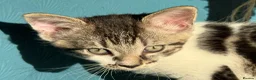 Mixed Breed cats for sale: Tabby Boy kitten Maine Coon/Siamese Mix - Advert 9