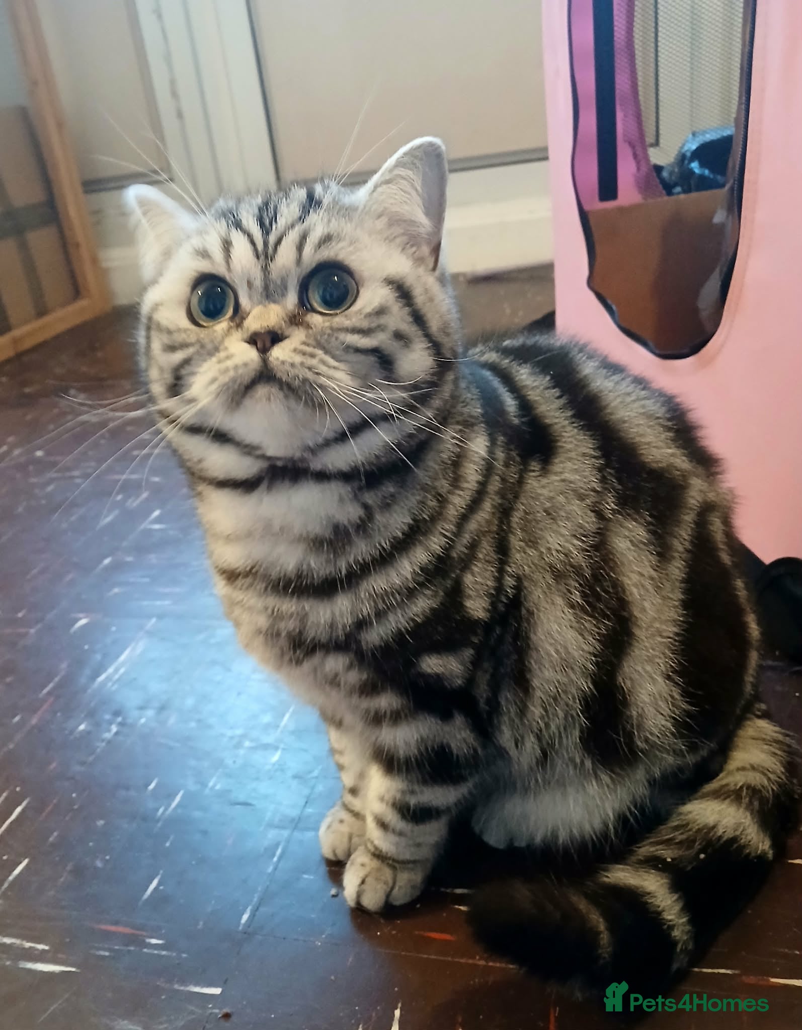 British Shorthair cats Bsh. Active Silver Classic Tabby. - Advert 1