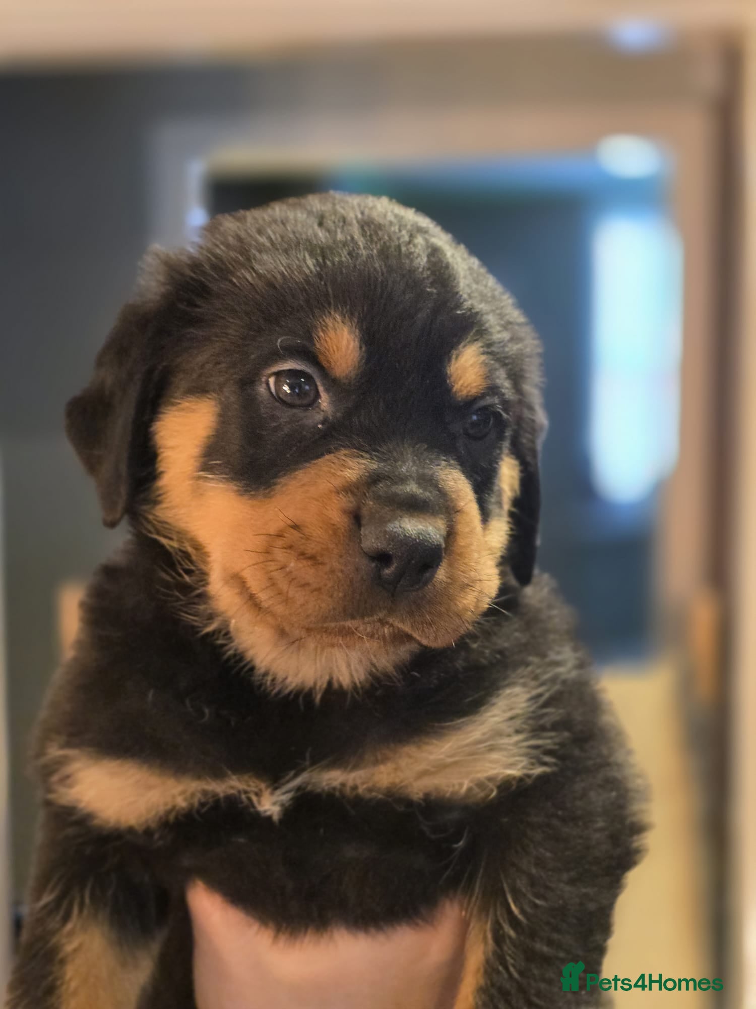 Rottweiler dogs Stunning KC REGISTERED chunky rottweiler  - Advert 4