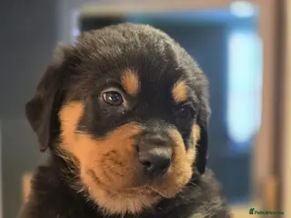 Rottweiler dogs Stunning KC REGISTERED chunky rottweiler - Advert 4