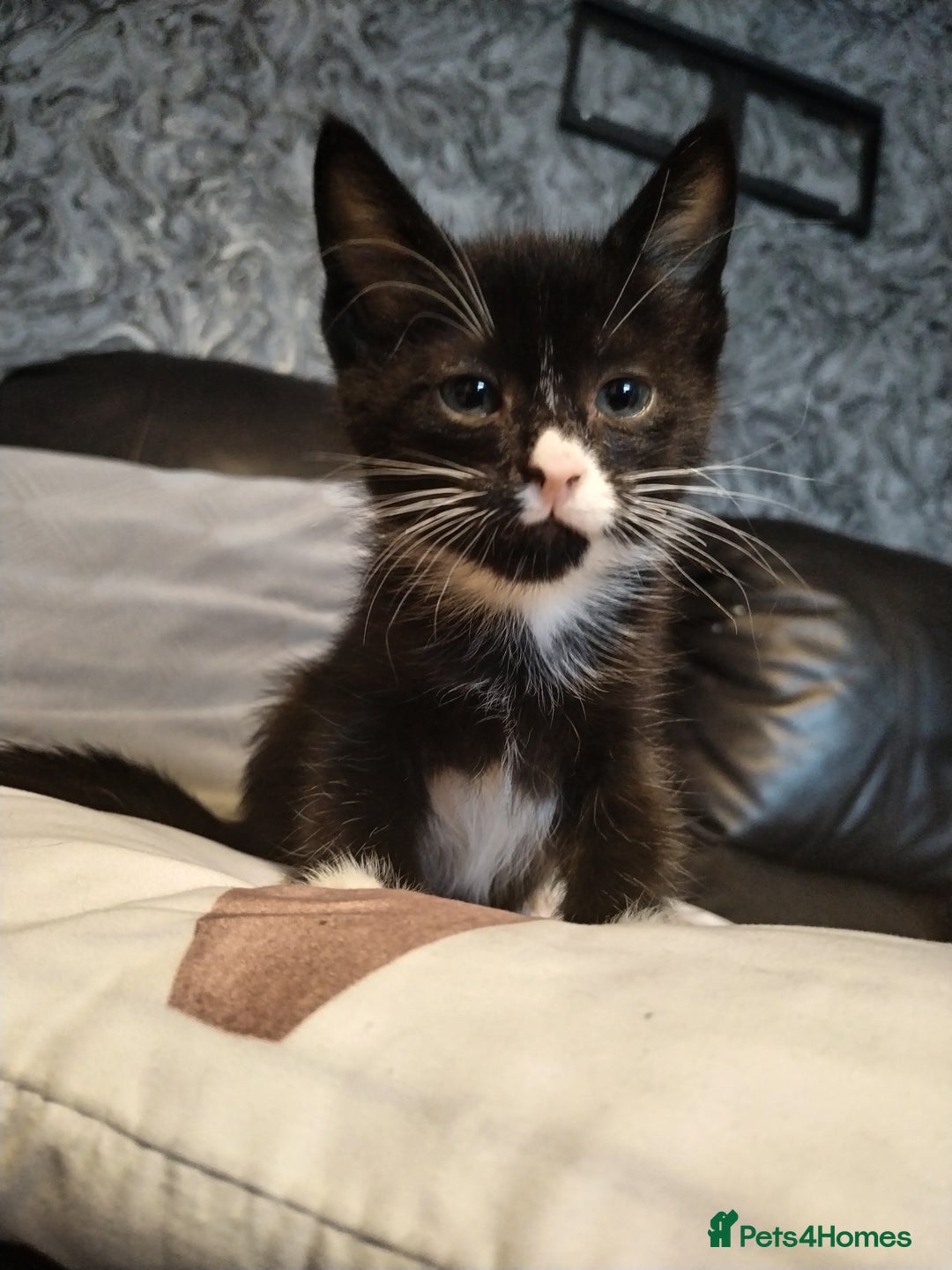 Mixed Breed cats for sale: Adorable Kittens Looking for Their Forever Homes - Advert 1