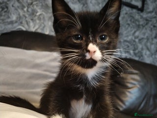 Mixed Breed cats Adorable Kittens Looking for Their Forever Homes - Advert 2