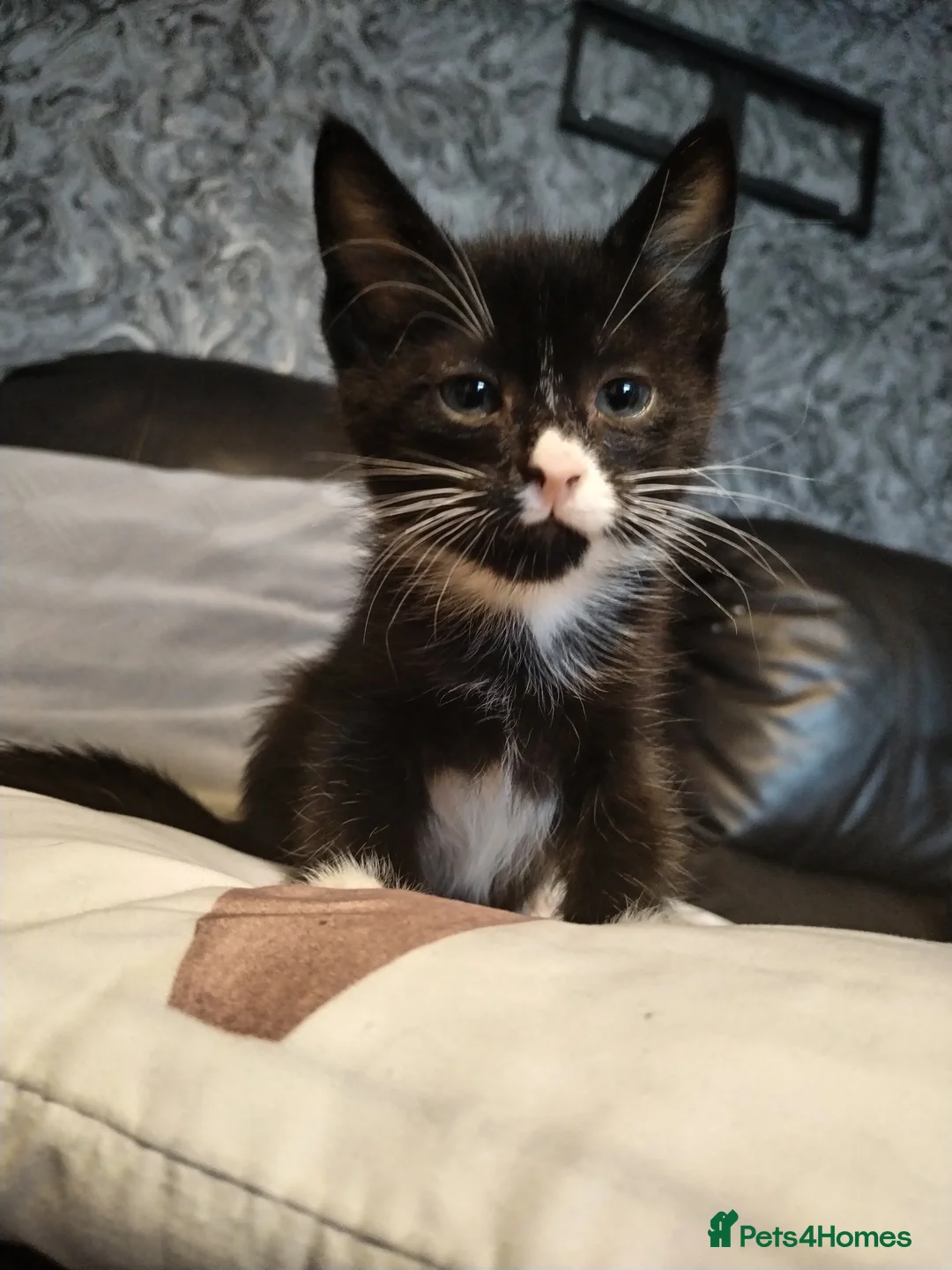 Mixed Breed cats for sale: Adorable Kittens Looking for Their Forever Homes - Advert 1