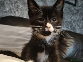 Mixed Breed cats Adorable Kittens Looking for Their Forever Homes - Advert 6