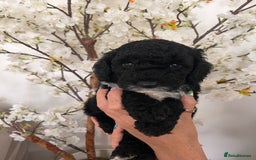 Sproodle dogs for sale: Sproodle puppies  - Image 29