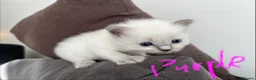 Ragdoll cats for sale: Pure ragdoll kittens sake London - Advert 21