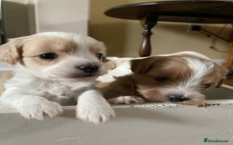 Maltipoo dogs for sale: 6 Beautiful Maltipoo Puppies for sale 🐶🐾 - Image 19