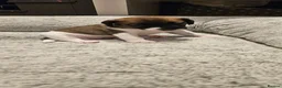 Jack Russell dogs for sale: Beautiful JRT pups - Advert 15