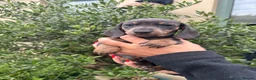 Miniature Dachshund dogs for sale: Stunning KC Miniature Dachshund Litter of 7 in Burnley - Advert 35