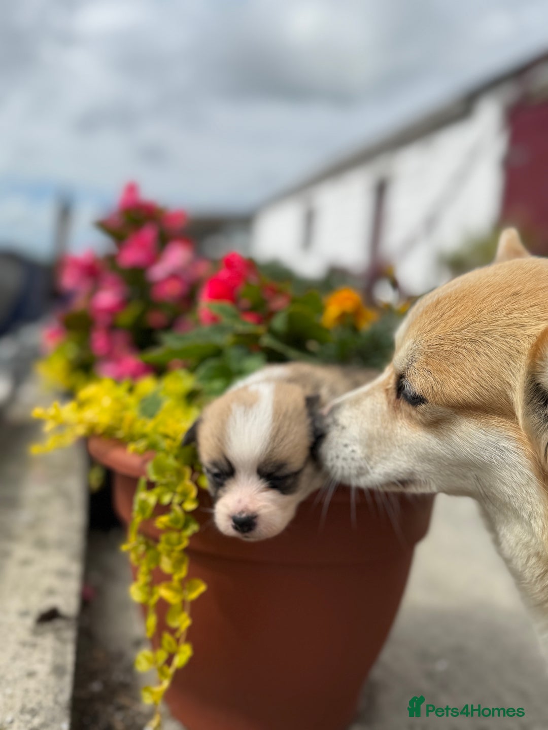 Welsh Corgi Pembroke dogs for sale: Show Quality puppies - Image 24