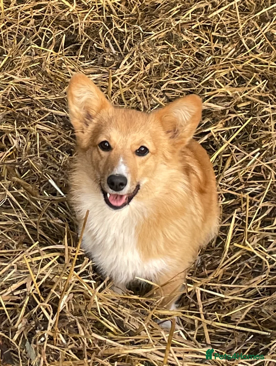 Mixed Breed dogs for sale: Corgipoo 🐾🐶 - Advert 10