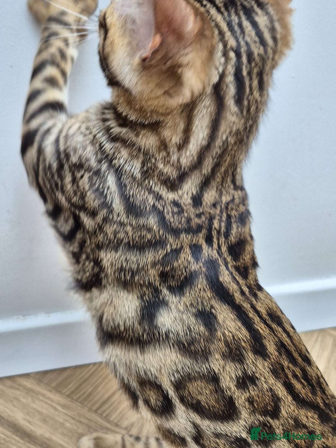 Bengal cats for sale: Bengal boy - Image 4