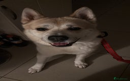 Akita dogs for sale: Beautiful akita boy - Advert 1