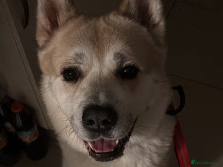 Akita dogs Beautiful akita boy - Advert 2