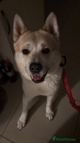 Akita dogs Beautiful akita boy - Advert 1