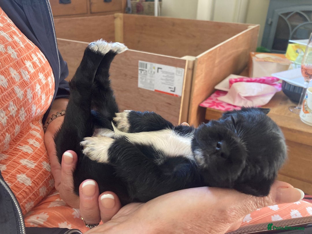 Mixed Breed dogs for sale: Schnauzer mixed breed  - Image 6