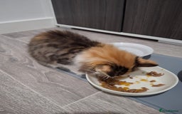 Maine Coon cats for sale: Absolutely Stunning Part Maine Coon Calico Female - Image 7