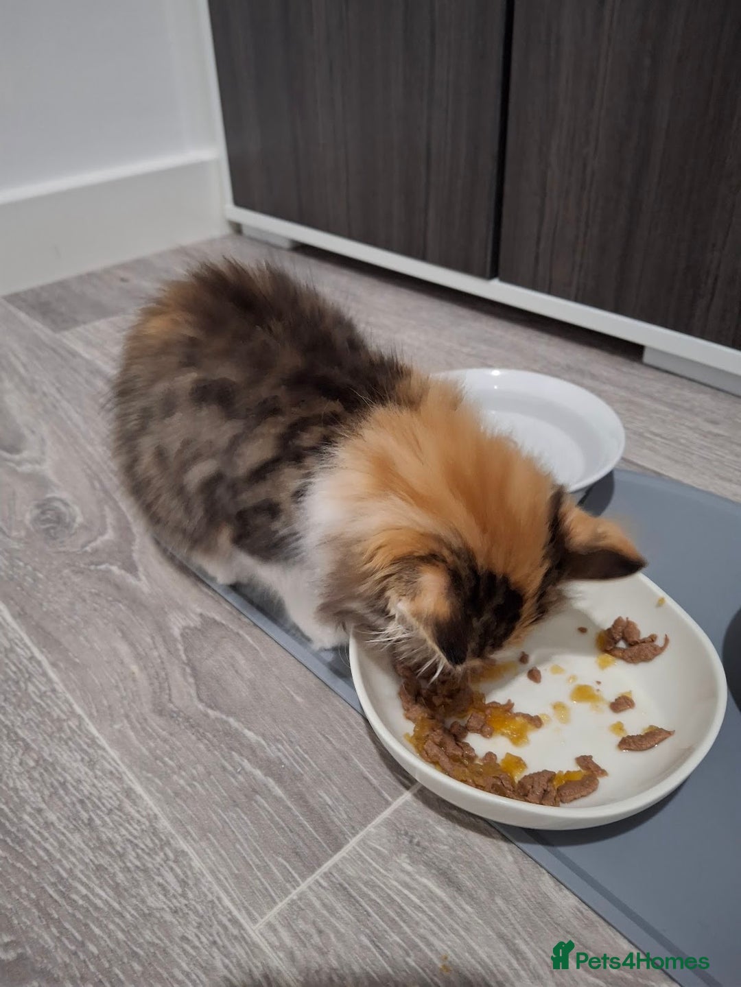 Maine Coon cats for sale: Absolutely Stunning Part Maine Coon Calico Female - Image 7