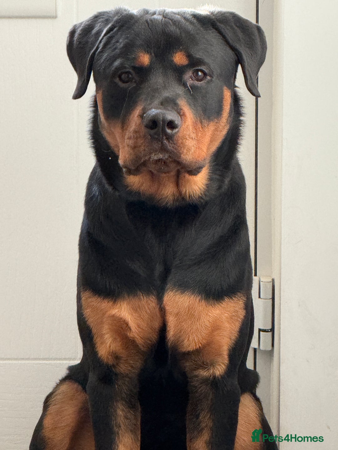 Rottweiler dogs for stud: Handsome Rottweiler Stud - West Midlands - Image 10