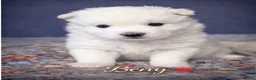 Samoyed dogs for sale: 🐾puppies are ready for new happy homes🐾 - Advert 26